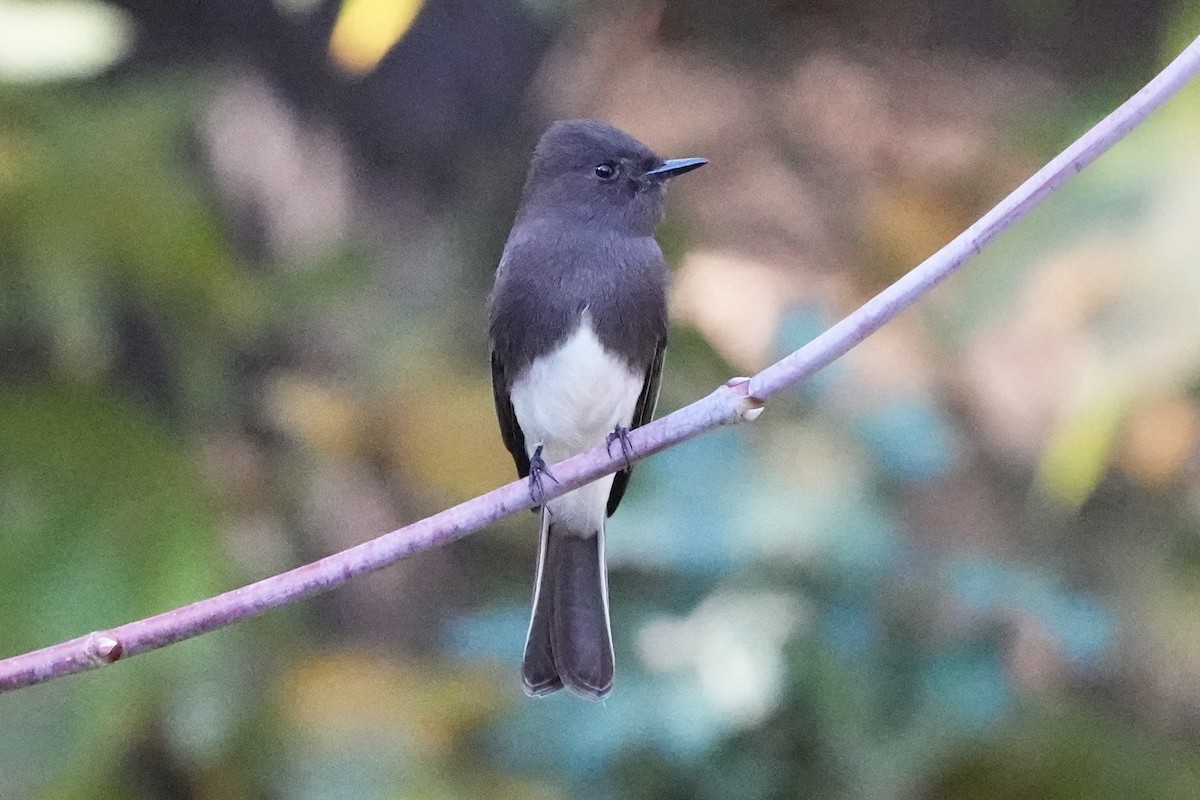 Black Phoebe - ML646033399