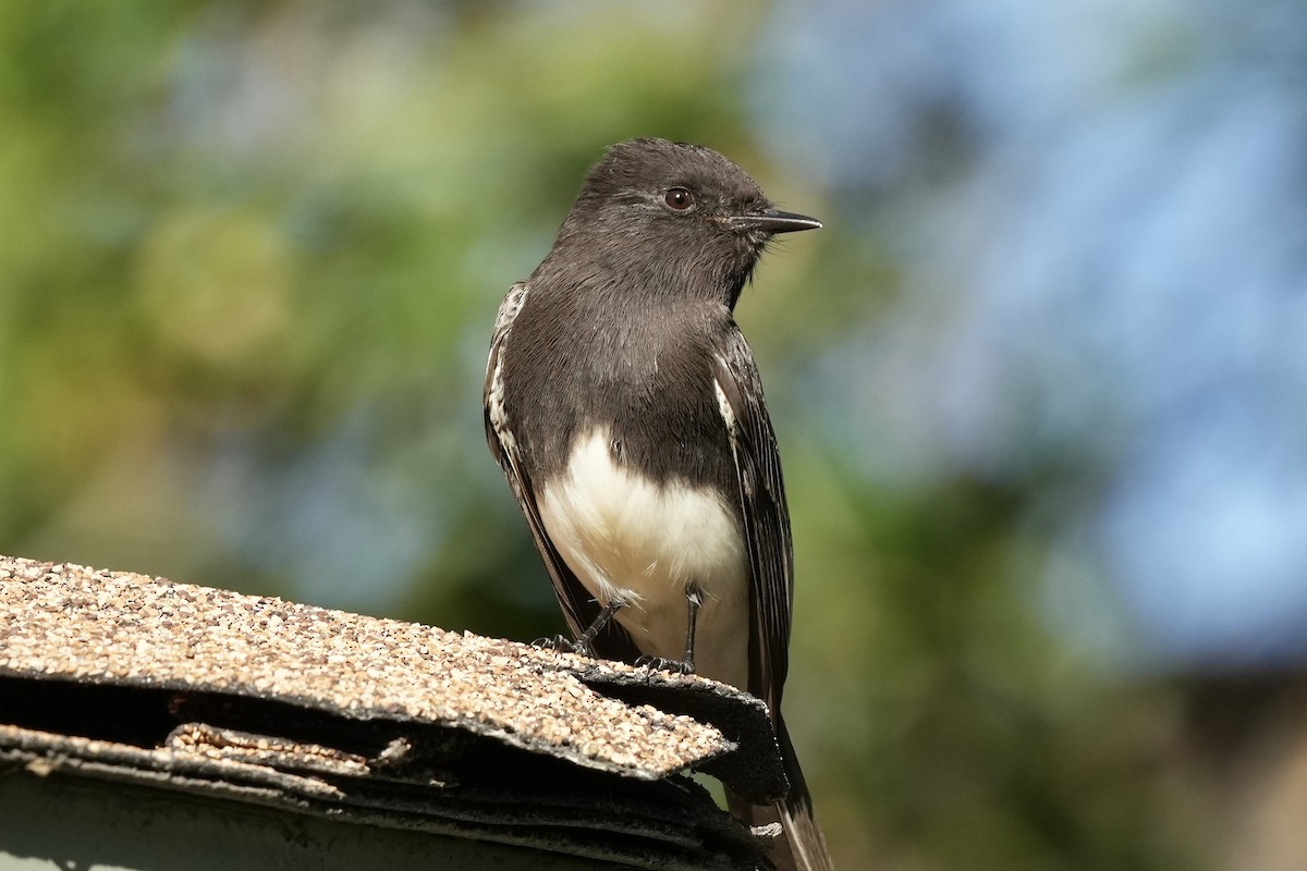 Black Phoebe - ML646033400