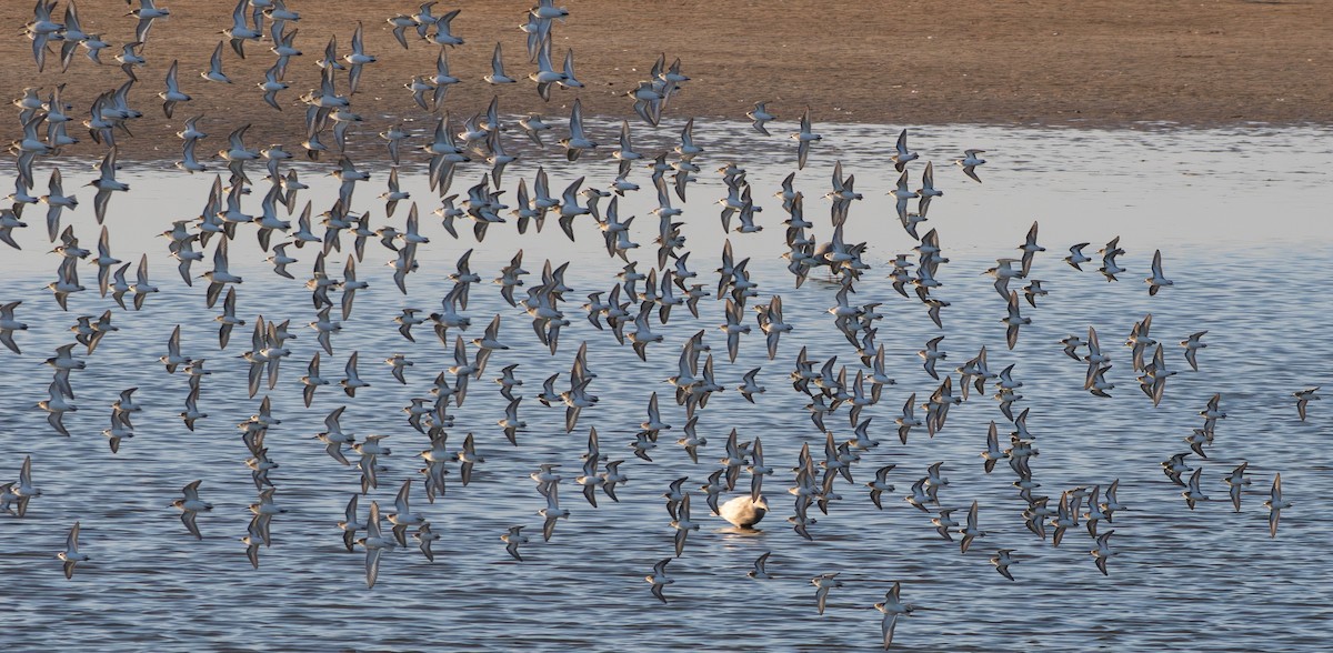 Western Sandpiper - ML646033408