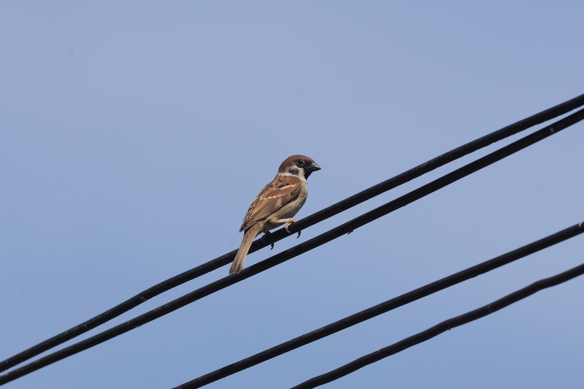 Ağaç Serçesi - ML646033412