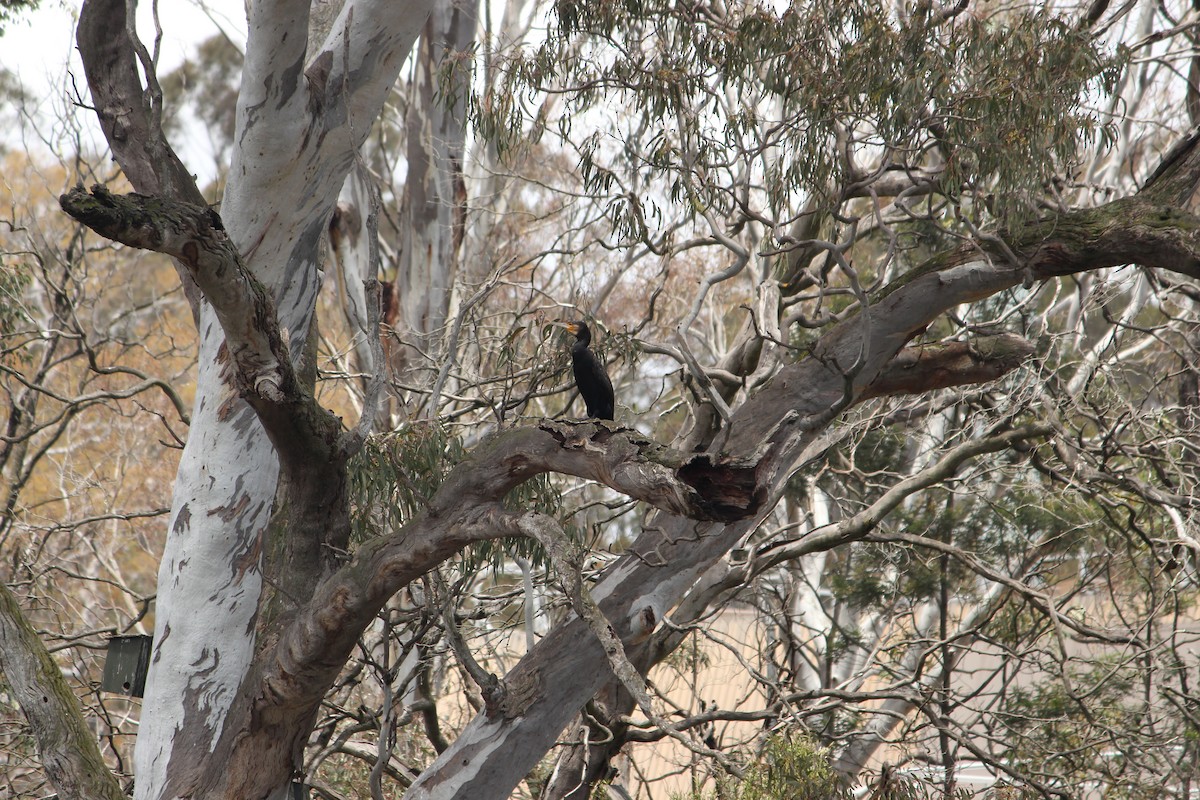 Great Cormorant - ML646033413