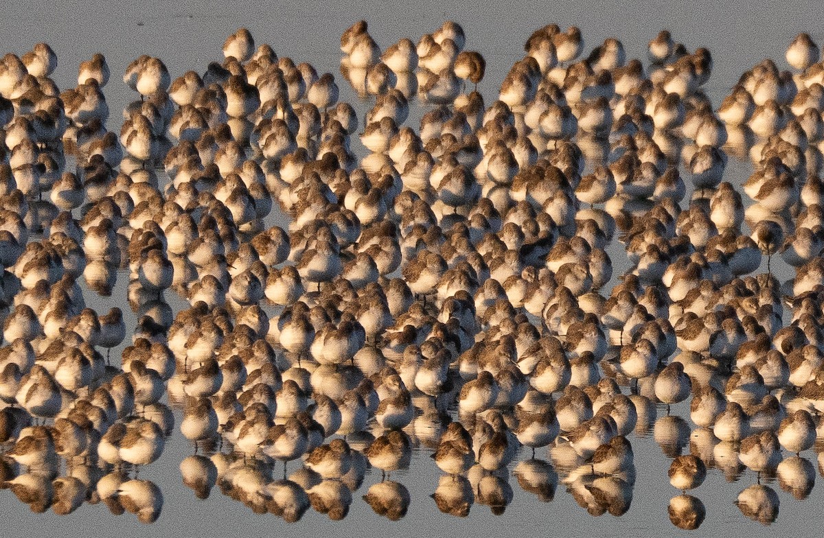 Western Sandpiper - ML646033414