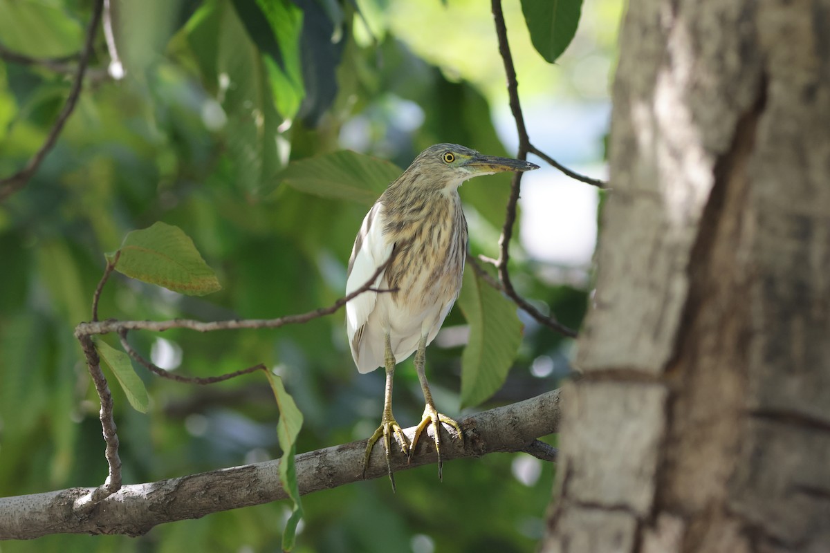 pond-heron sp. - ML646033419