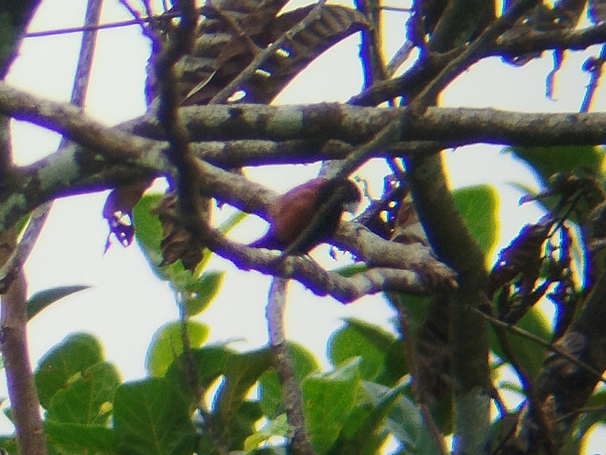 Chestnut Munia - ML646033421