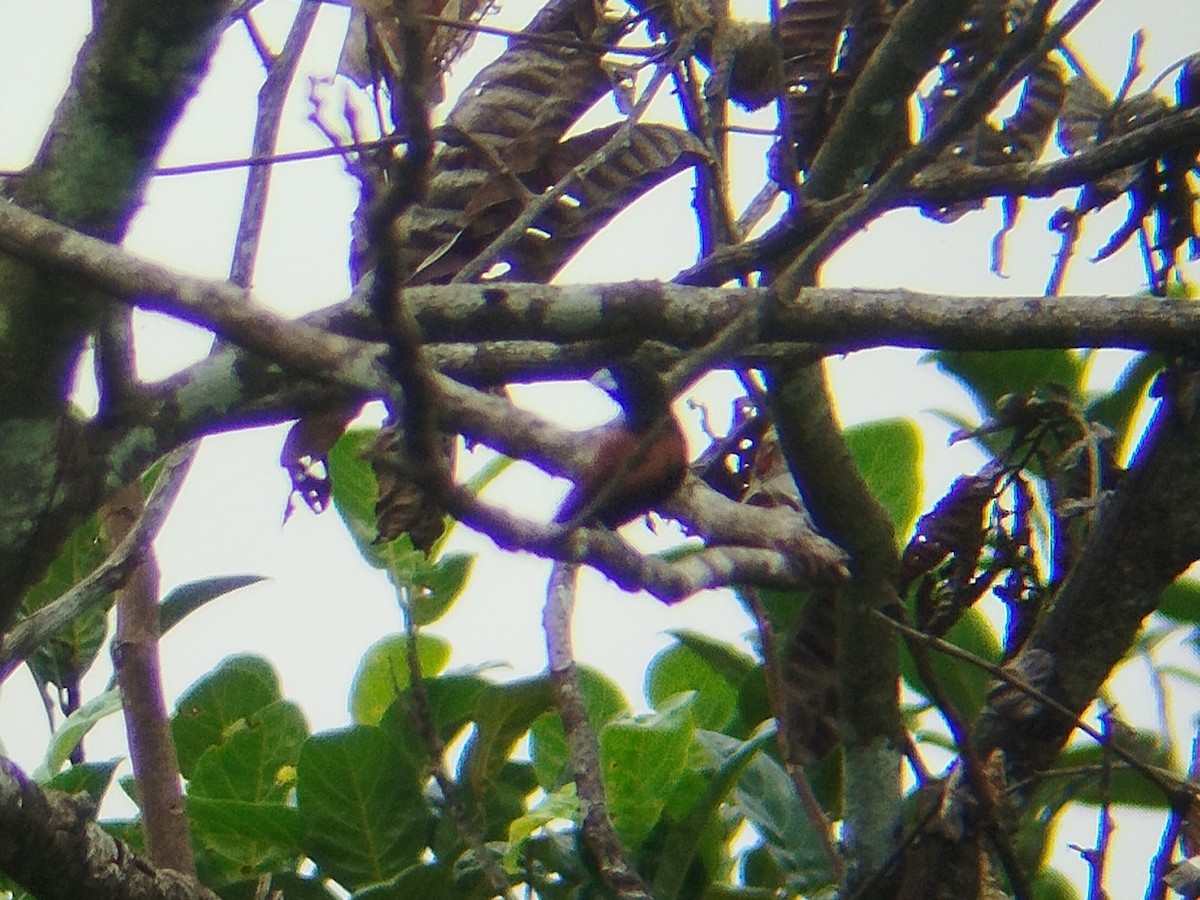 Chestnut Munia - ML646033422