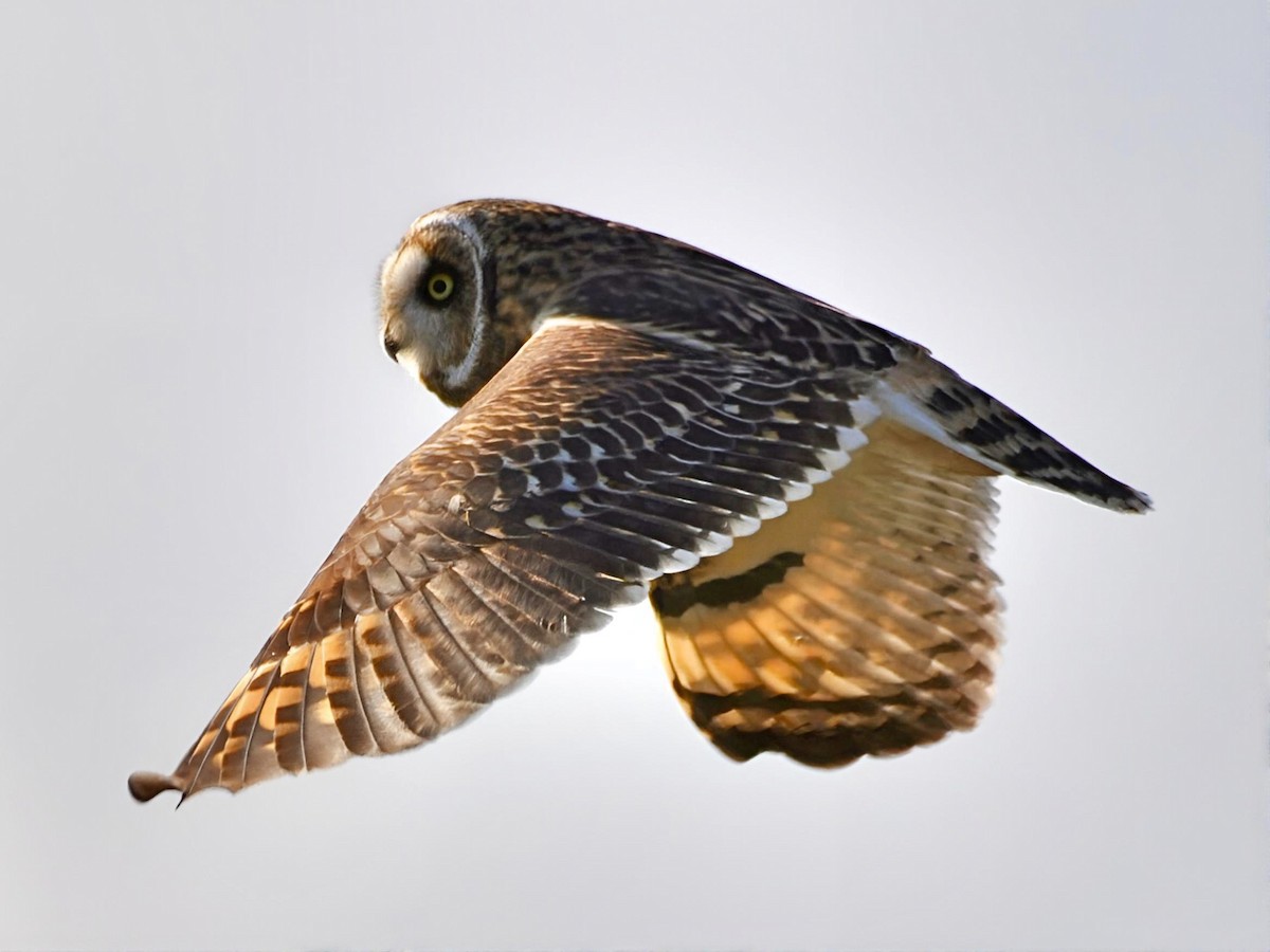 Short-eared Owl (Hawaiian) - ML646033436