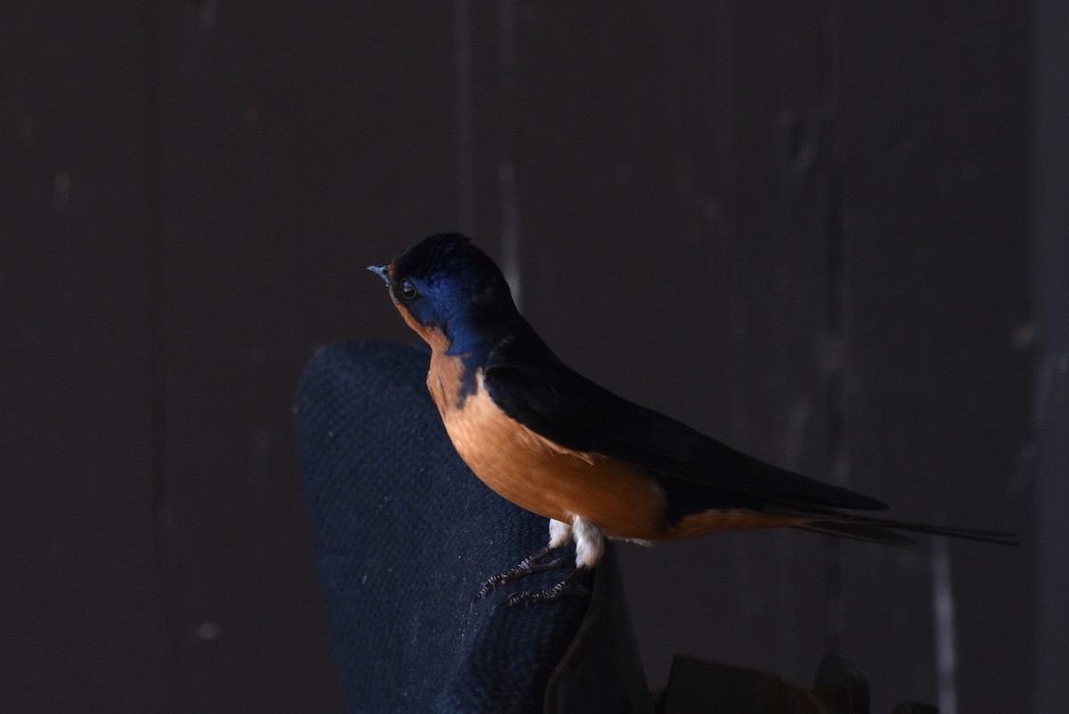 vlaštovka obecná - ML646033437