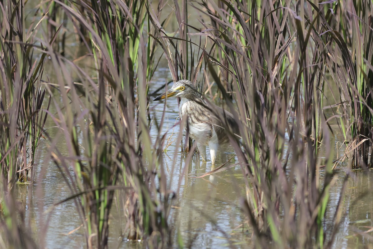 pond-heron sp. - ML646033440
