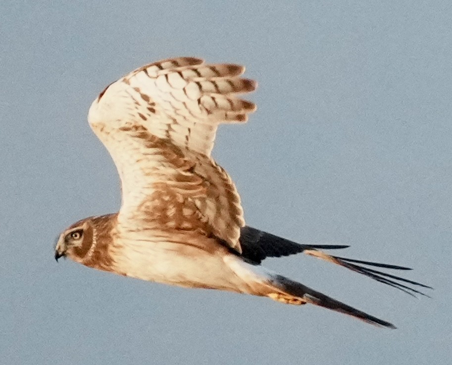 Лунь американський - ML646033444