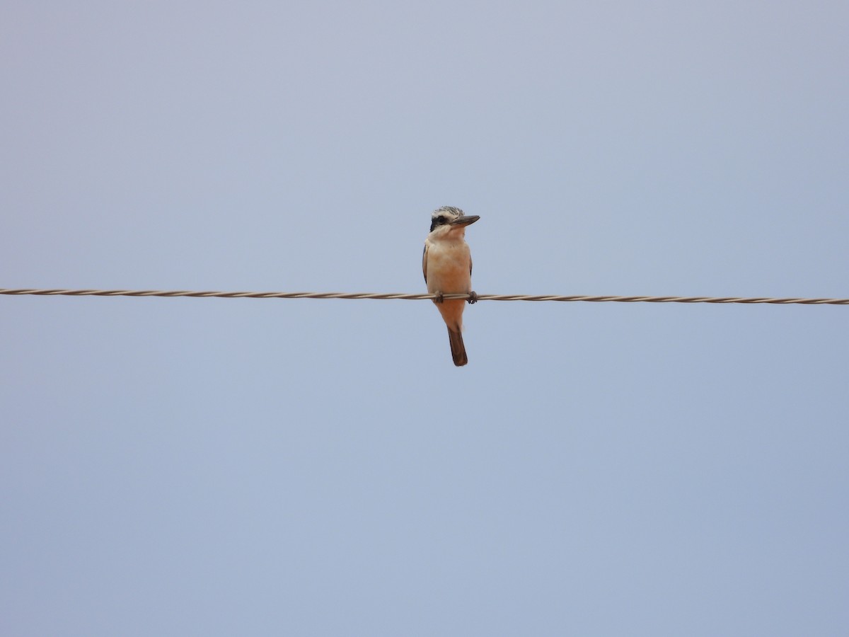 Альціон рудогузий - ML646033450