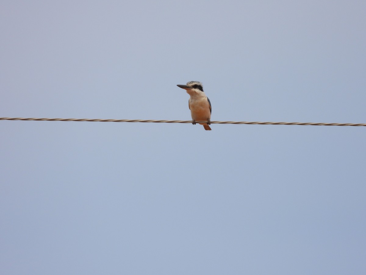 Альціон рудогузий - ML646033452