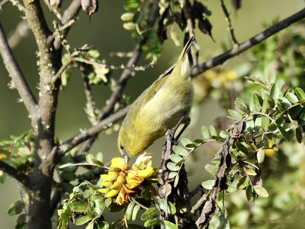 Hawaii Amakihi - ML646033459