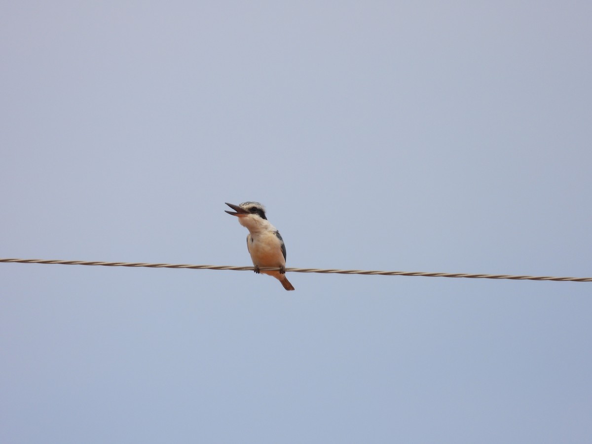 Альціон рудогузий - ML646033460