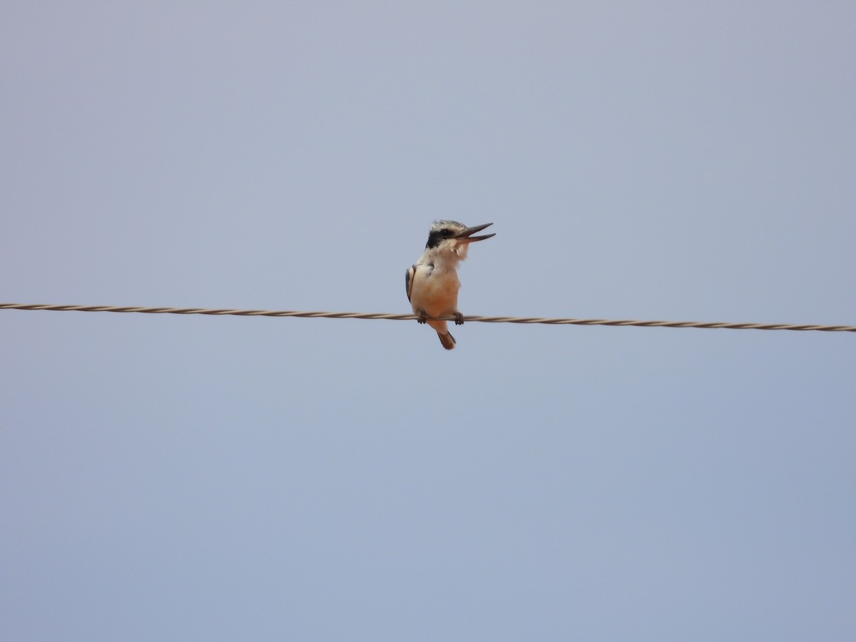 Альціон рудогузий - ML646033463