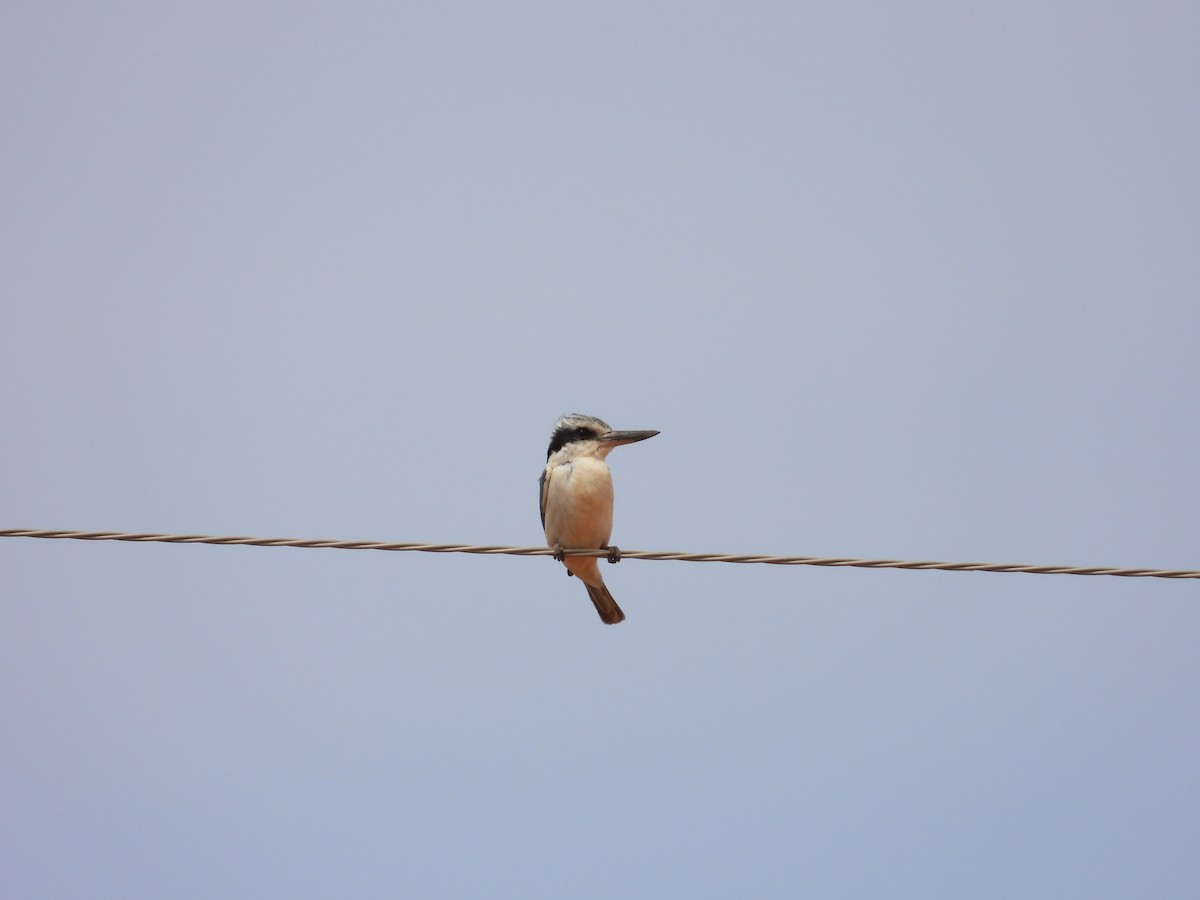 Альціон рудогузий - ML646033480