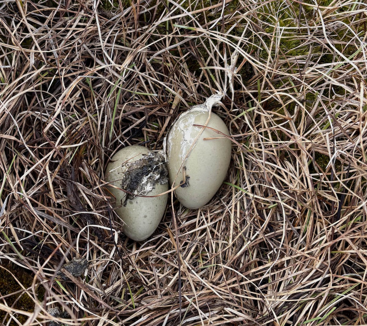 Spectacled Eider - ML646033481