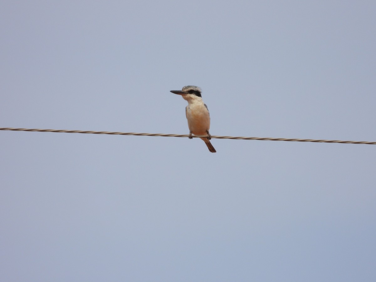 Альціон рудогузий - ML646033485