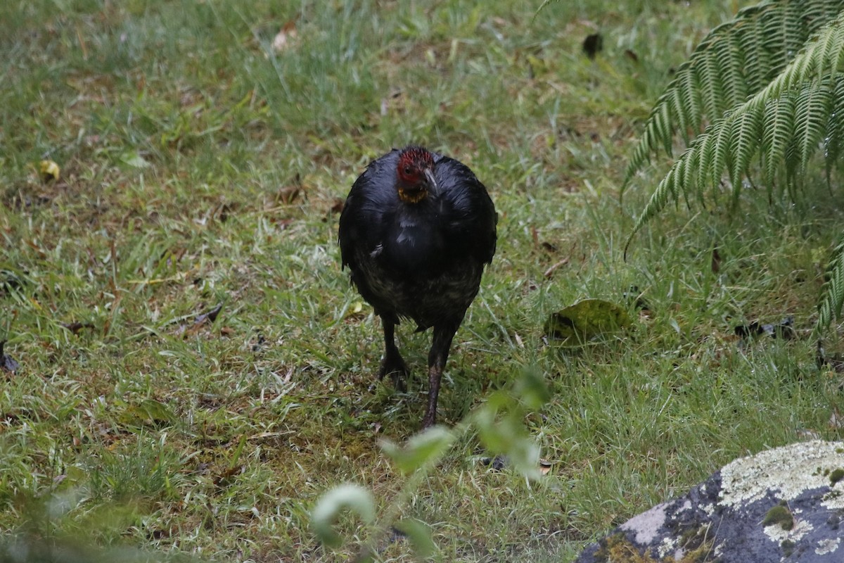 Australian Brushturkey - ML646033489