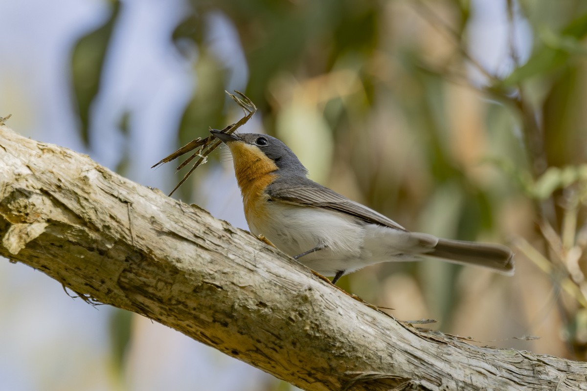 Leaden Flycatcher - ML646033490