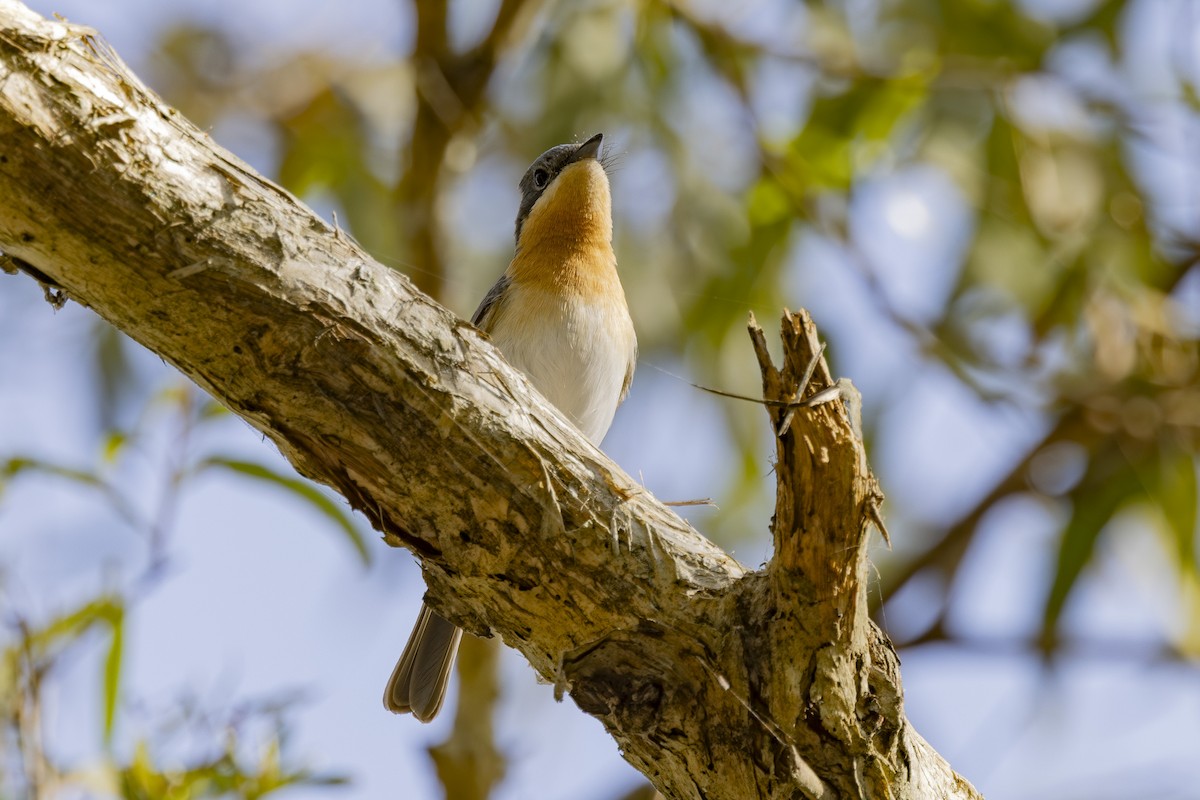 Leaden Flycatcher - ML646033491