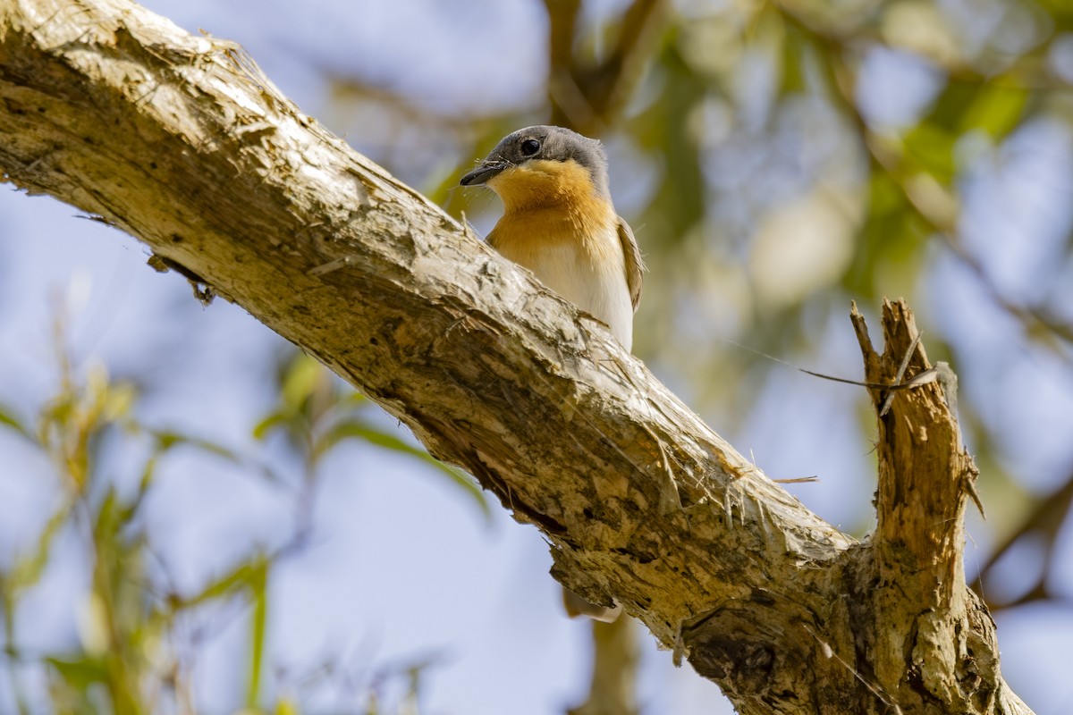 Leaden Flycatcher - ML646033492