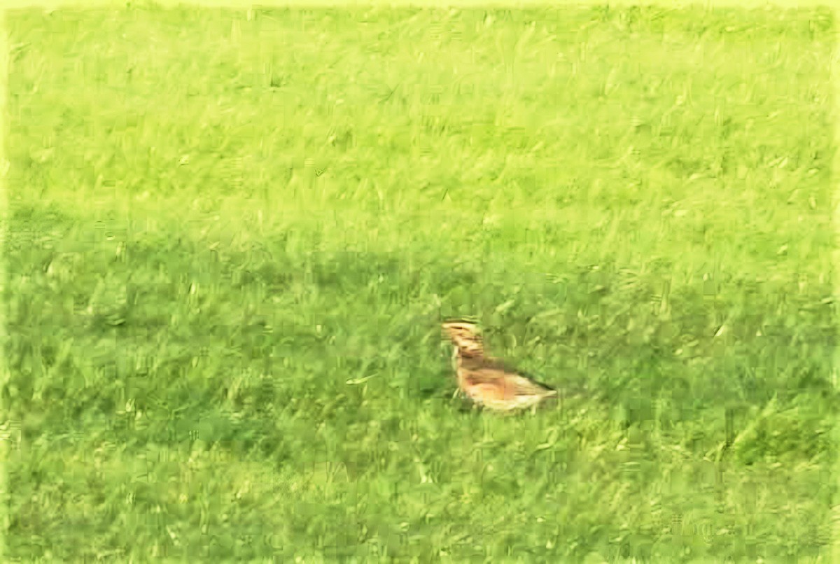 Redwing - ML646033494