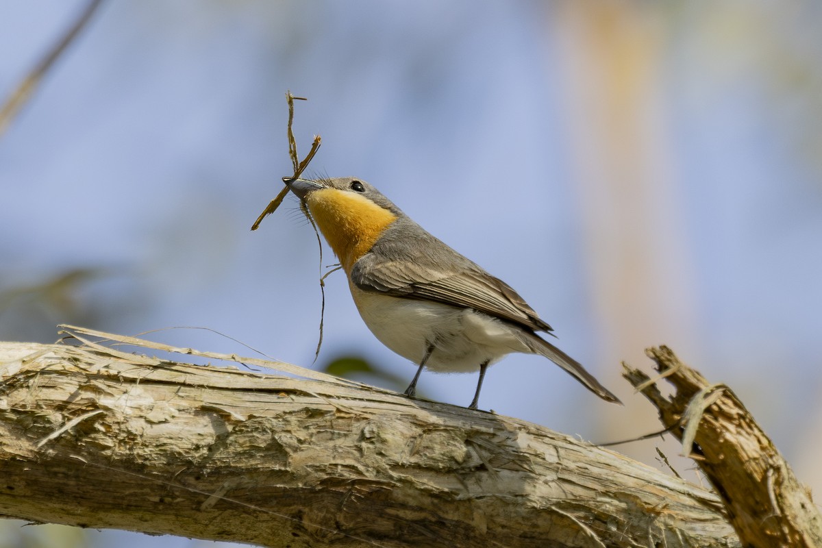Leaden Flycatcher - ML646033496