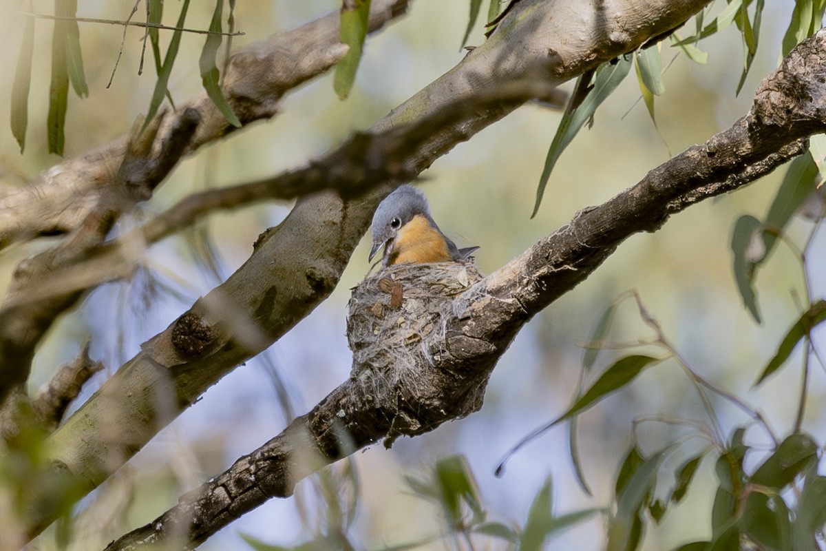 Leaden Flycatcher - ML646033497