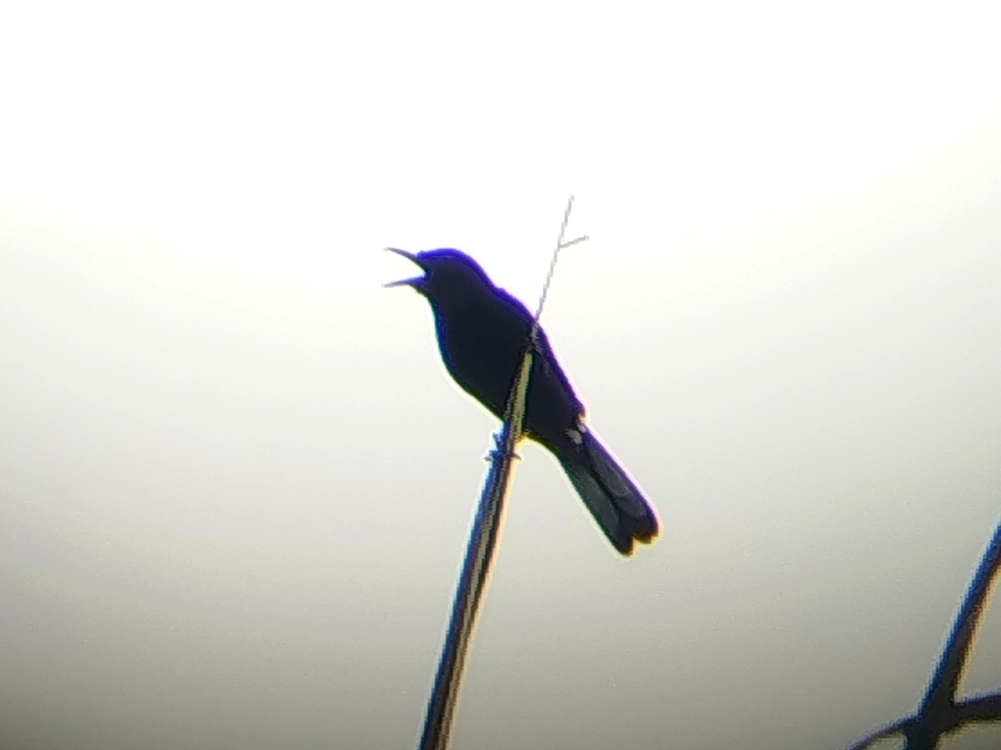 Oriental Magpie-Robin - ML646033498