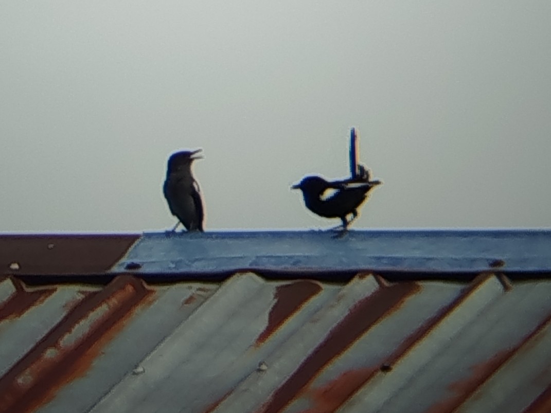 Oriental Magpie-Robin - ML646033499