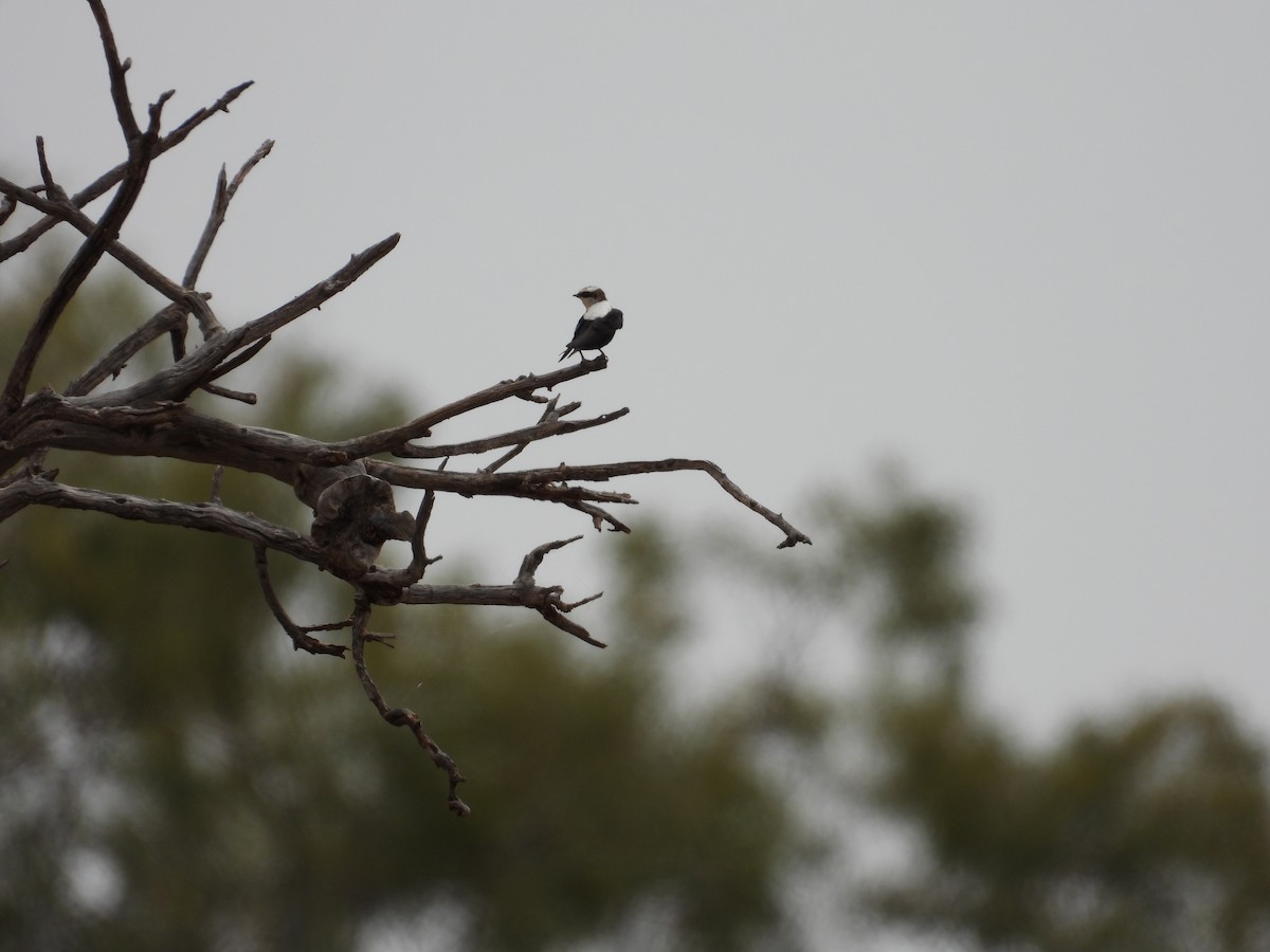 White-backed Swallow - ML646033500