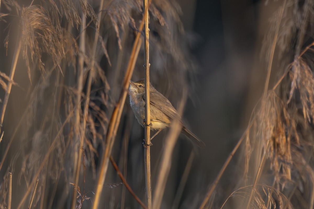Australian Reed Warbler - ML646033501