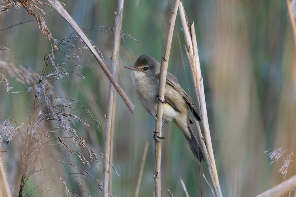 Australian Reed Warbler - ML646033502