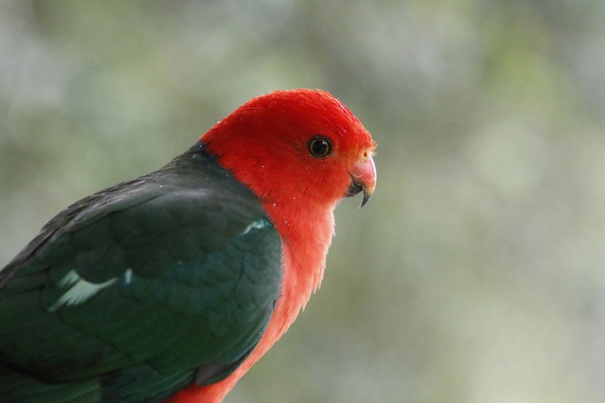 Australian King-Parrot - ML646033503