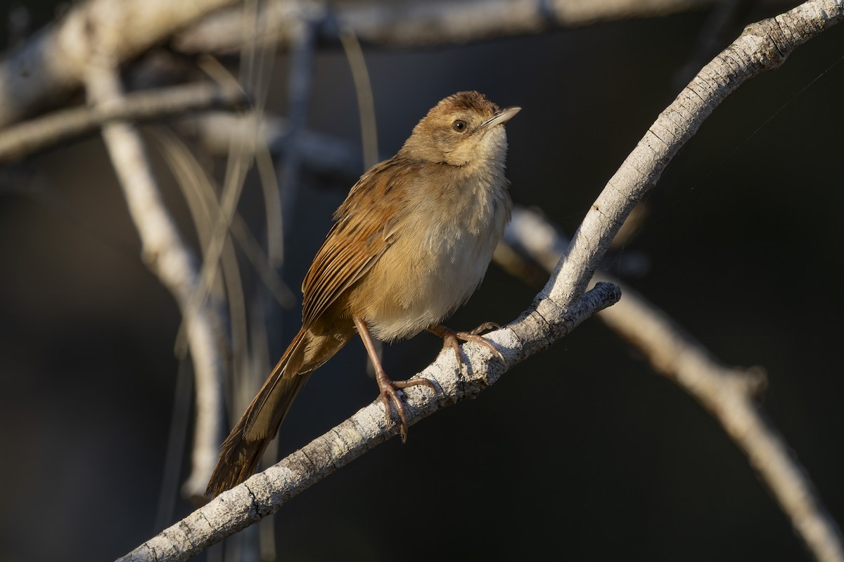 Tawny Grassbird - ML646033505