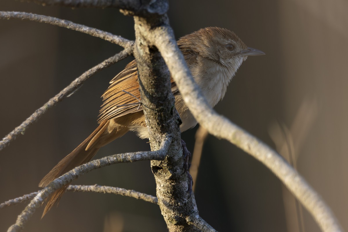 Tawny Grassbird - ML646033506