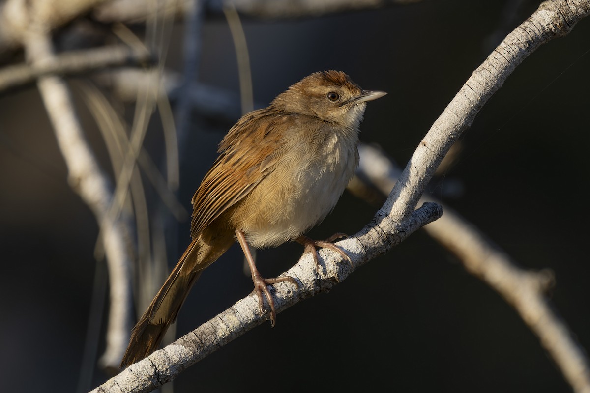 Tawny Grassbird - ML646033507