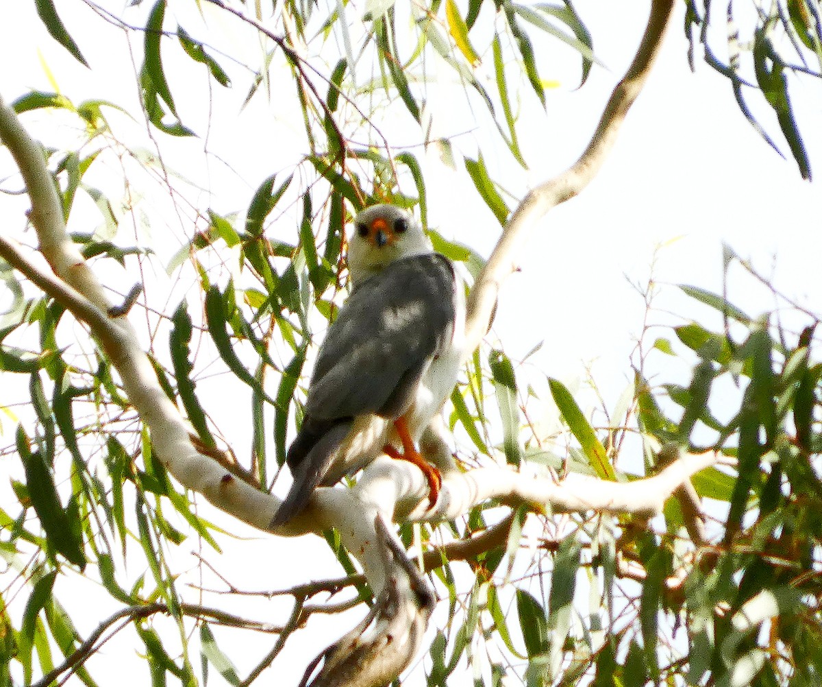 Gray Goshawk - ML646033508