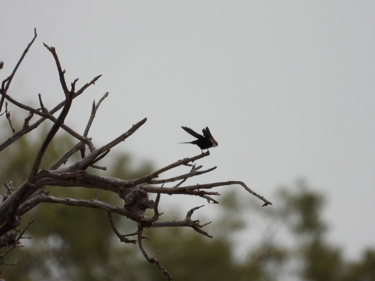 White-backed Swallow - ML646033510