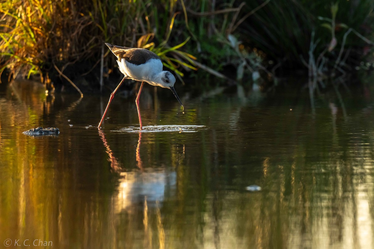 Black-winged Stilt - ML646033511