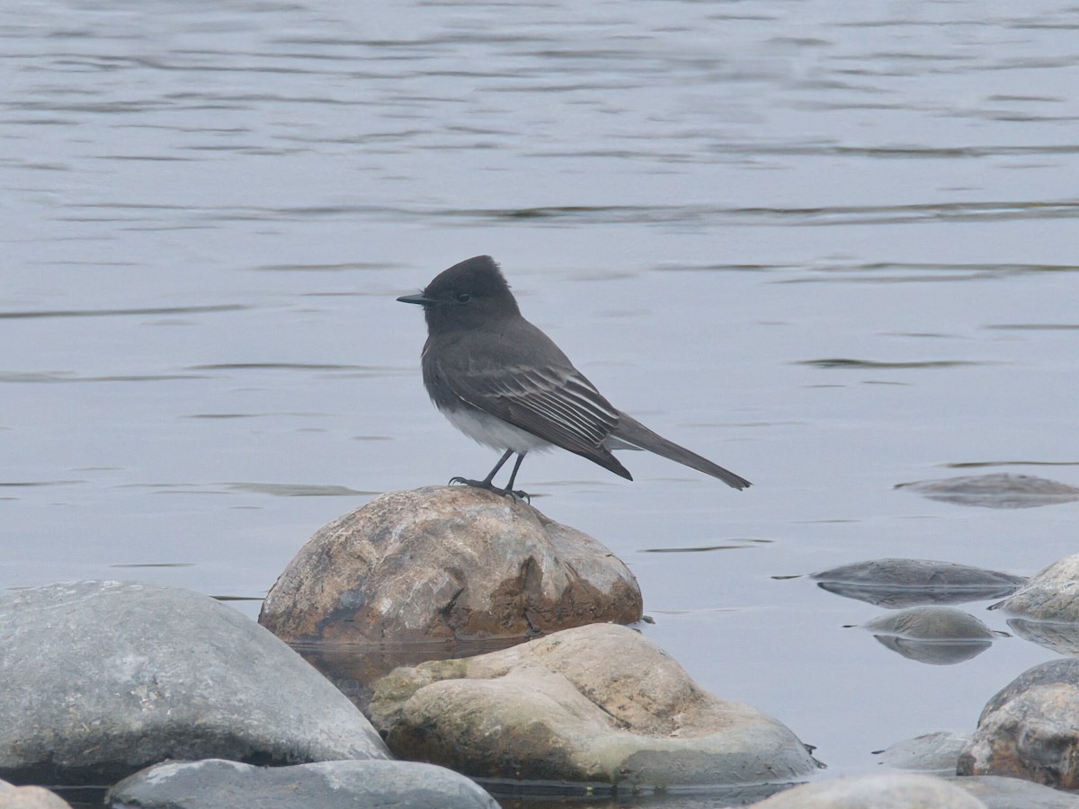 Black Phoebe - ML646033512