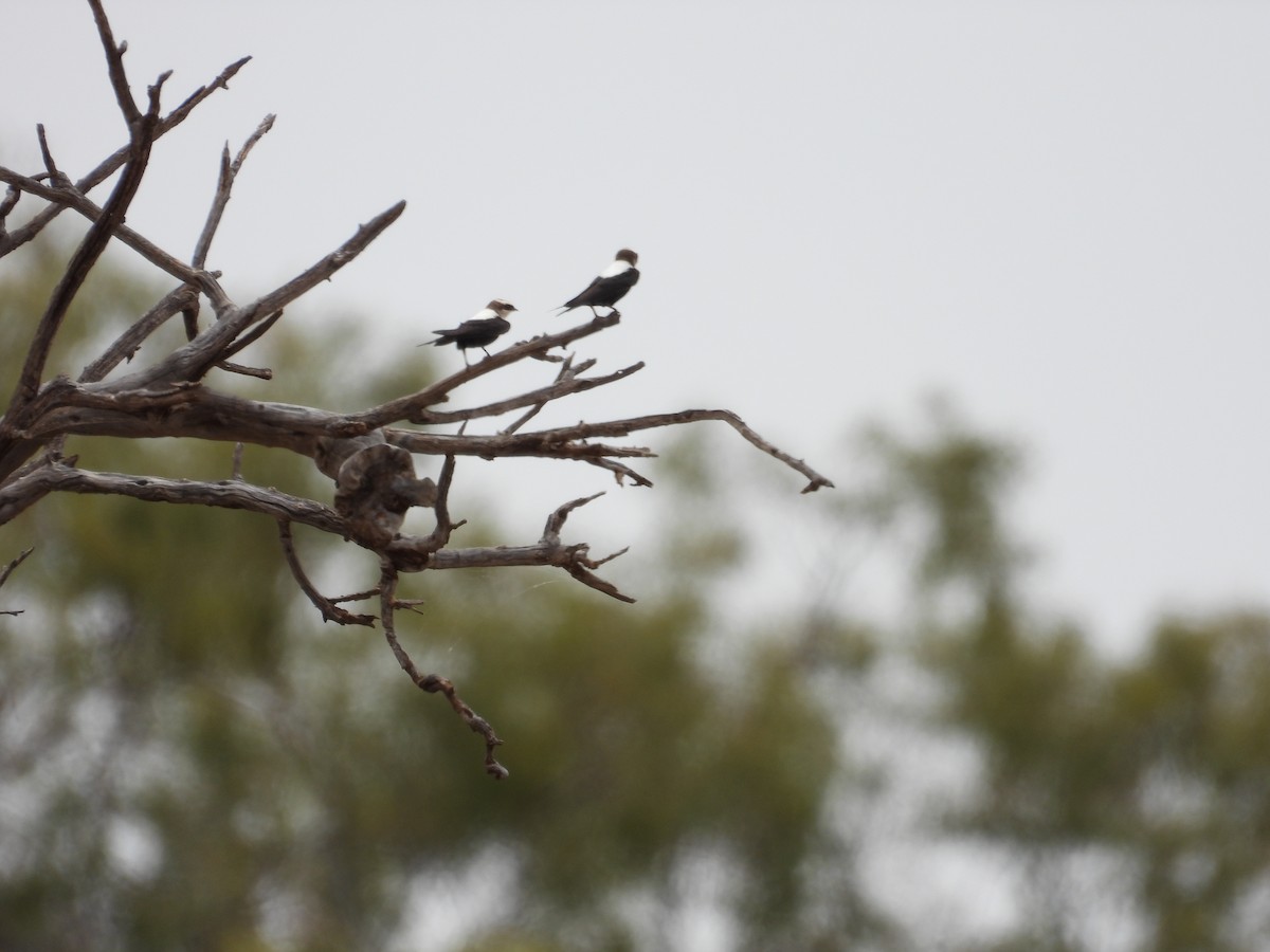 White-backed Swallow - ML646033513