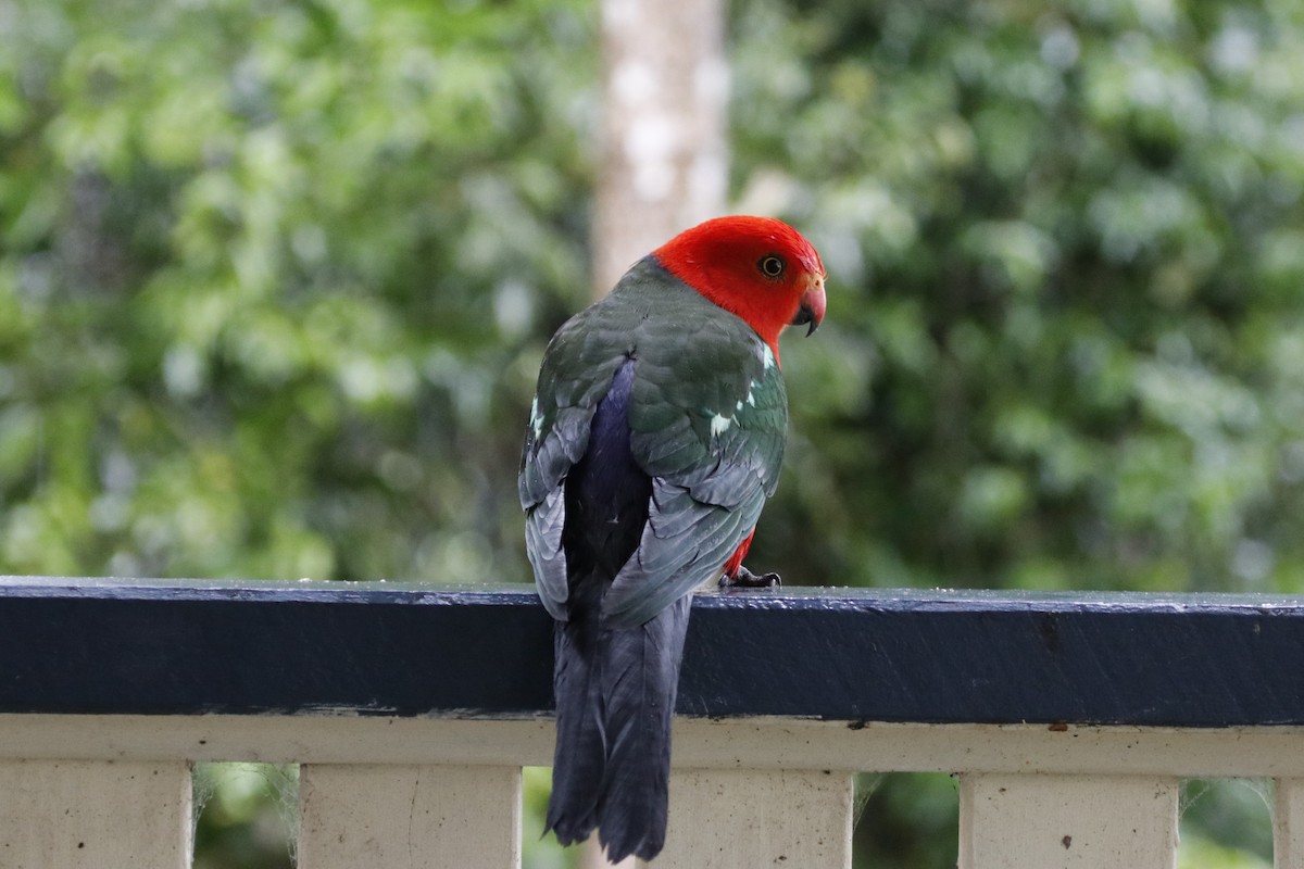 Australian King-Parrot - ML646033514