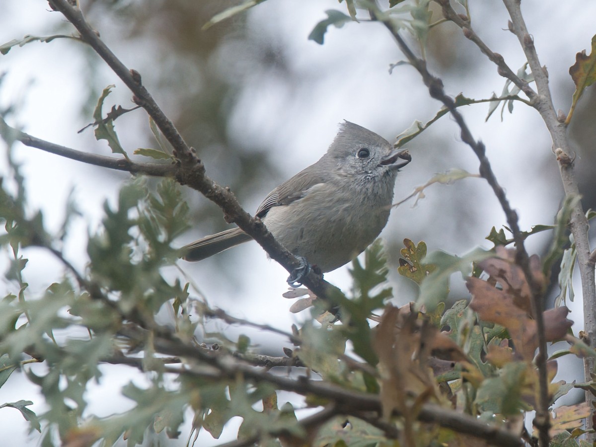 Oak Titmouse - ML646033515
