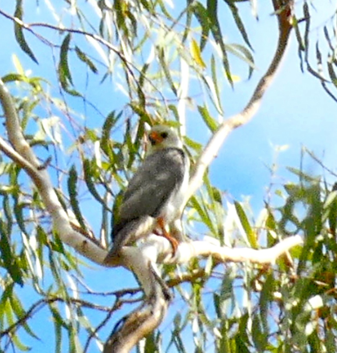 Gray Goshawk - ML646033516