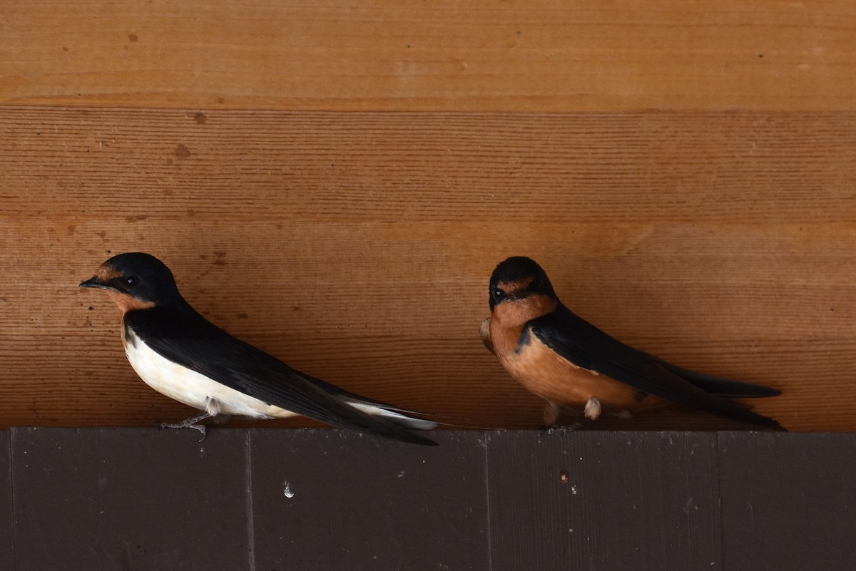 Barn Swallow - ML646033517