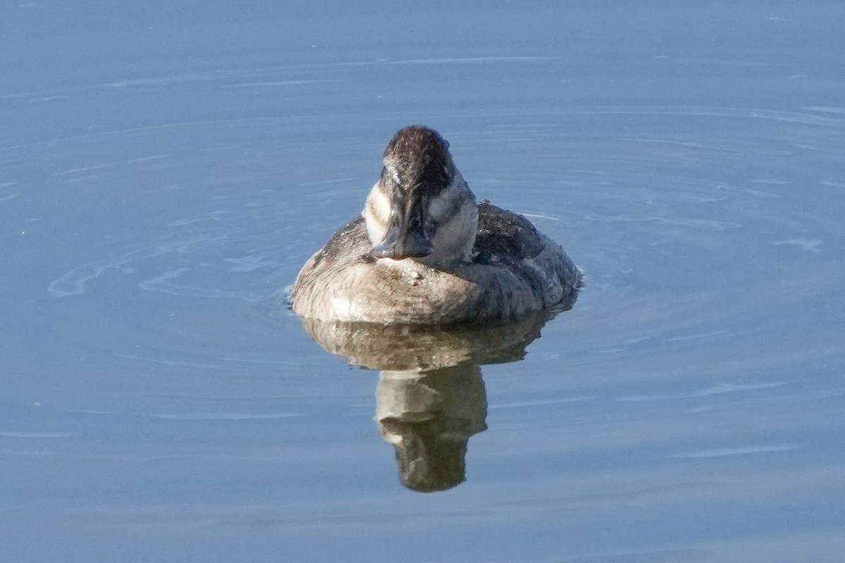 Ruddy Duck - ML646033518