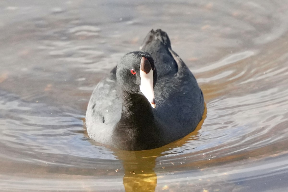 American Coot - ML646033520