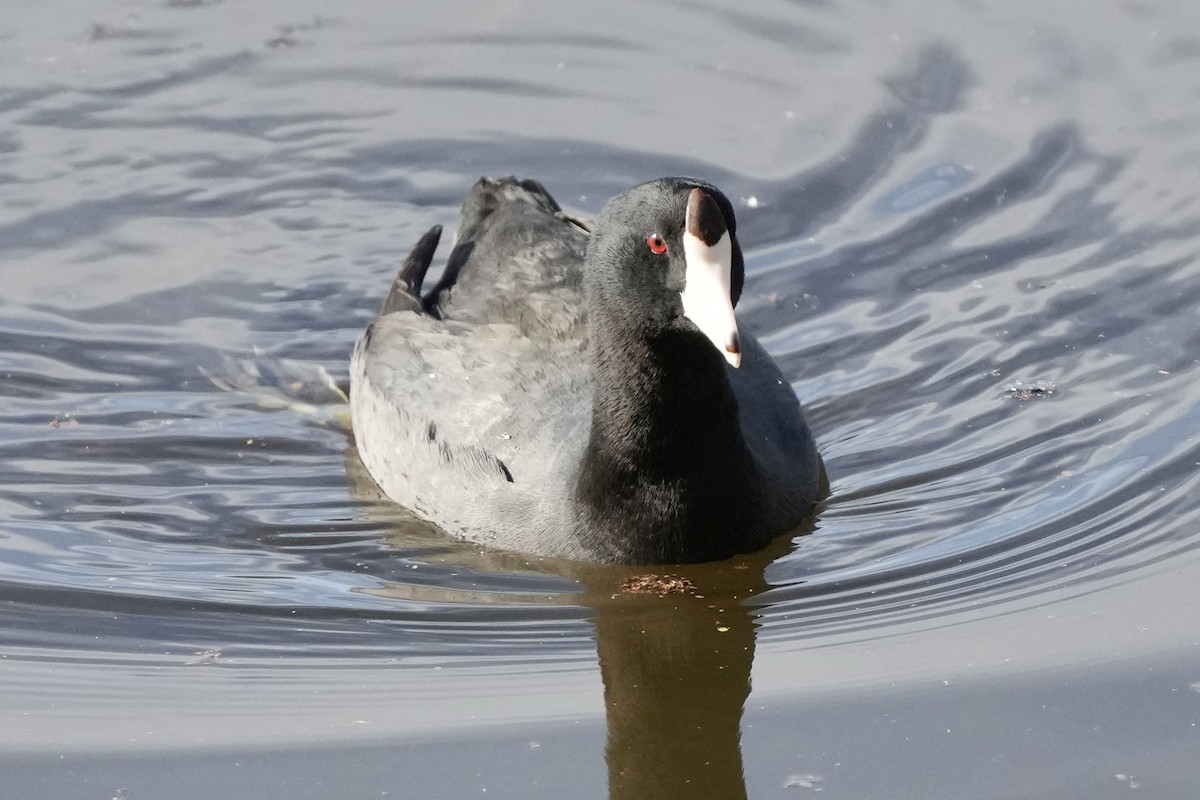 American Coot - ML646033521