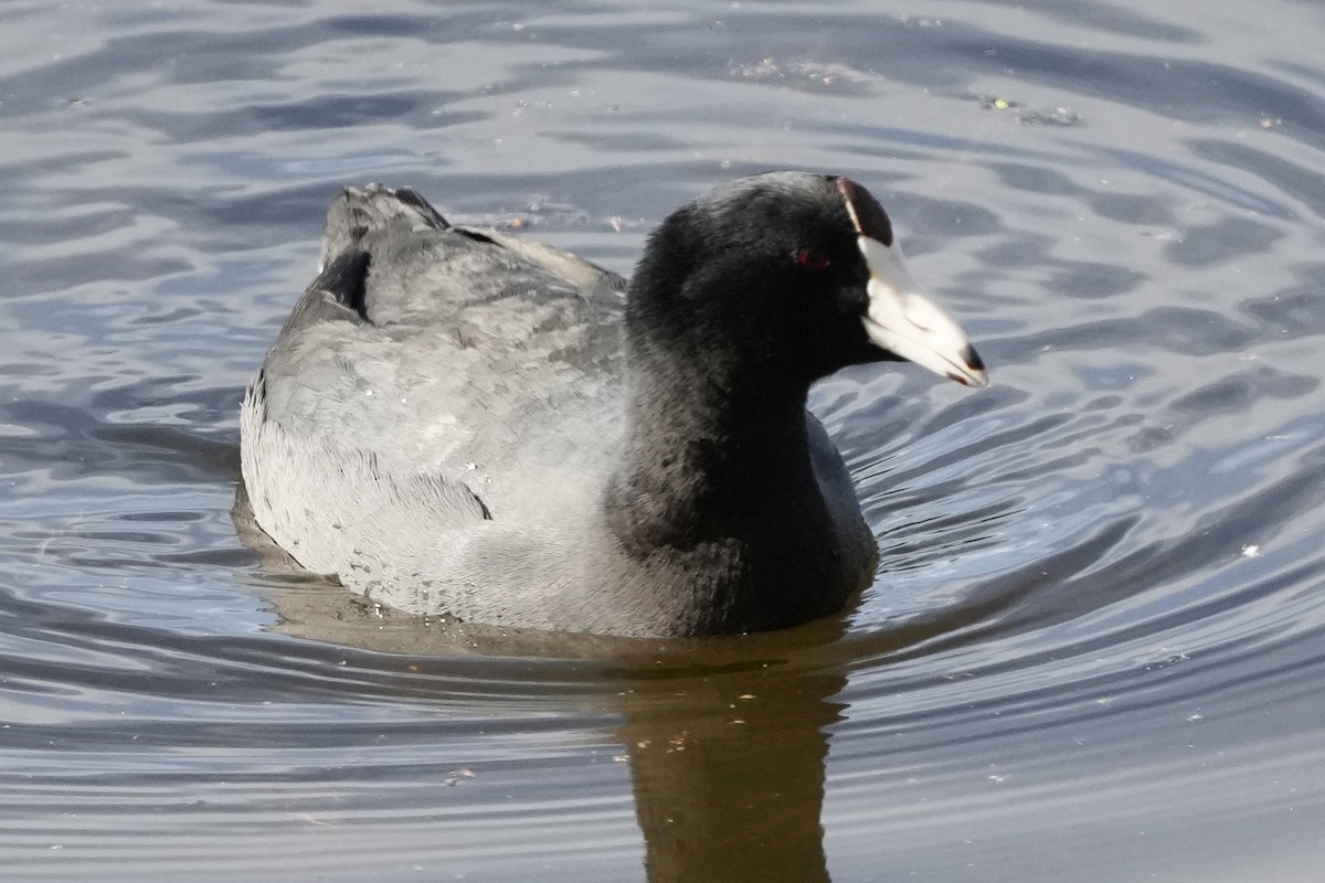 American Coot - ML646033522